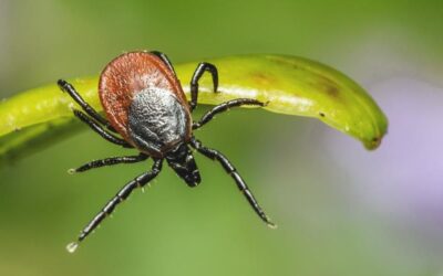 ОБАВЕШТЕЊЕ